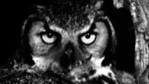 A still from short film, "Life without Dreams." It is a black and white still of an owl up-close.