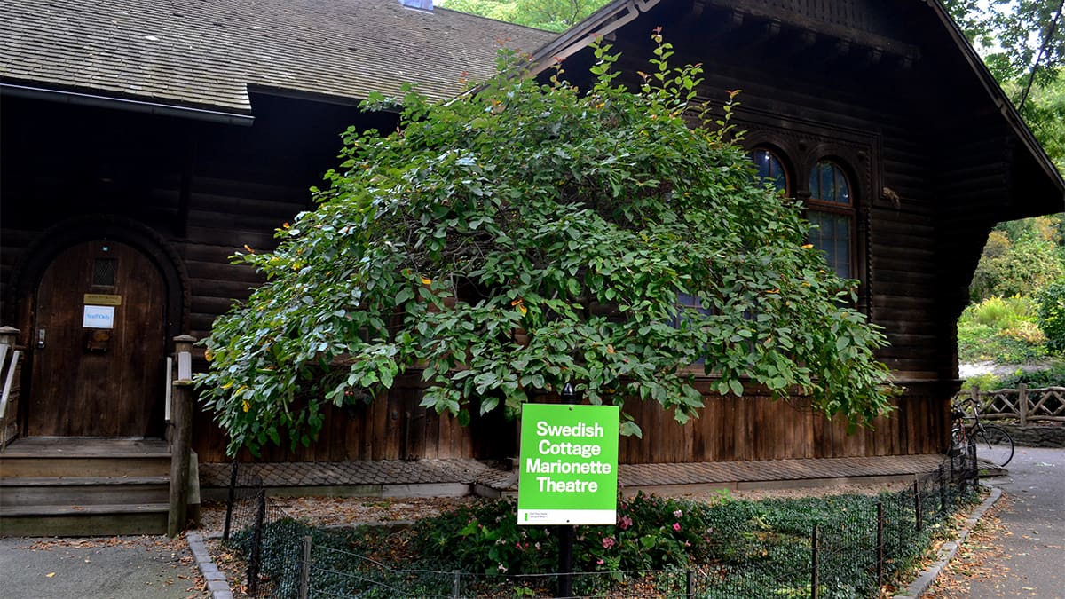 A building photo of the Swedish Cottage Marionette Theatre in Central Park. It is a dark wood historical building surrounded by green trees. There is a sign in the front indicating it is a New York City Parks Department location.