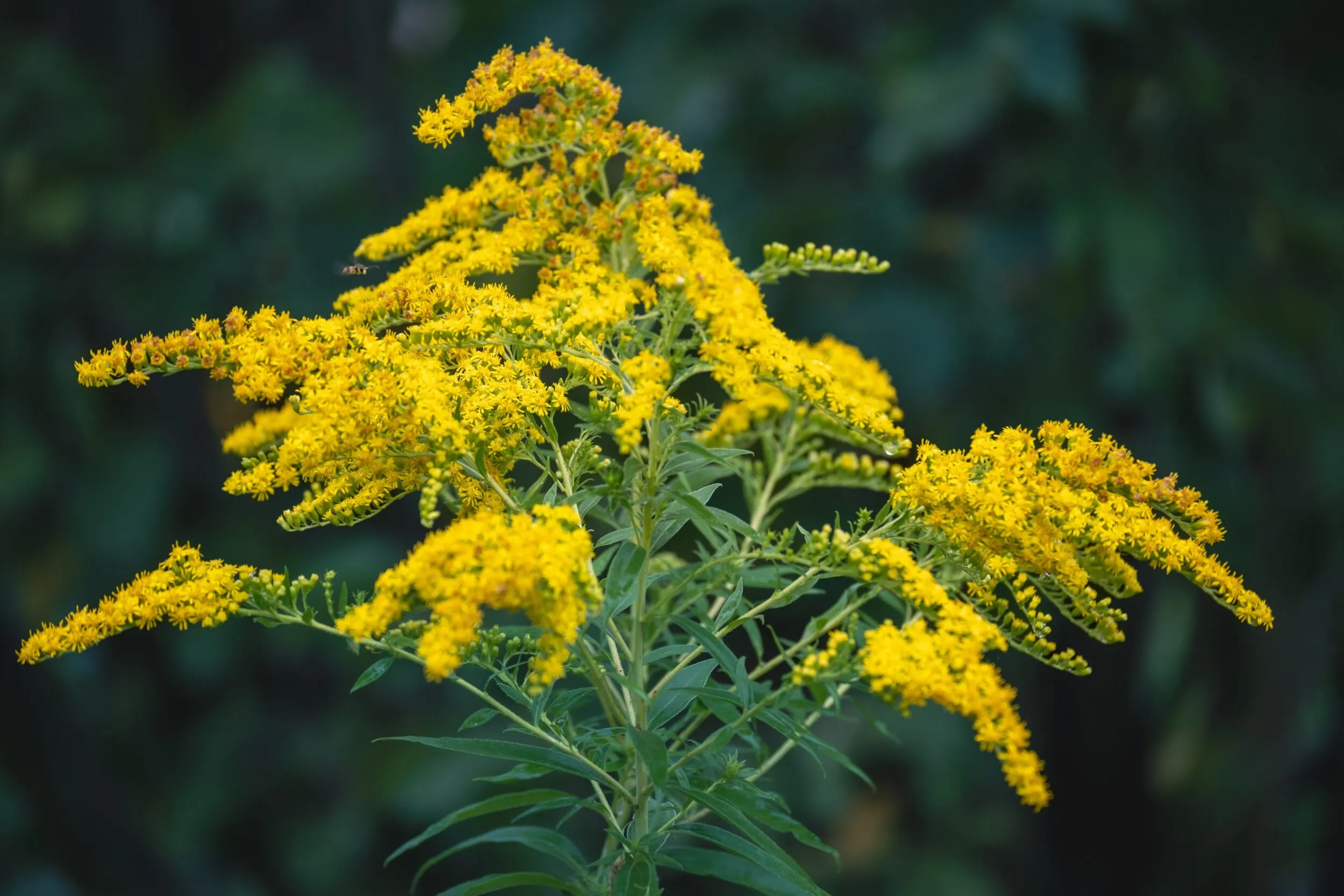 Beyond the Goldenrod: Sharing Stories of Native Plant Gardens