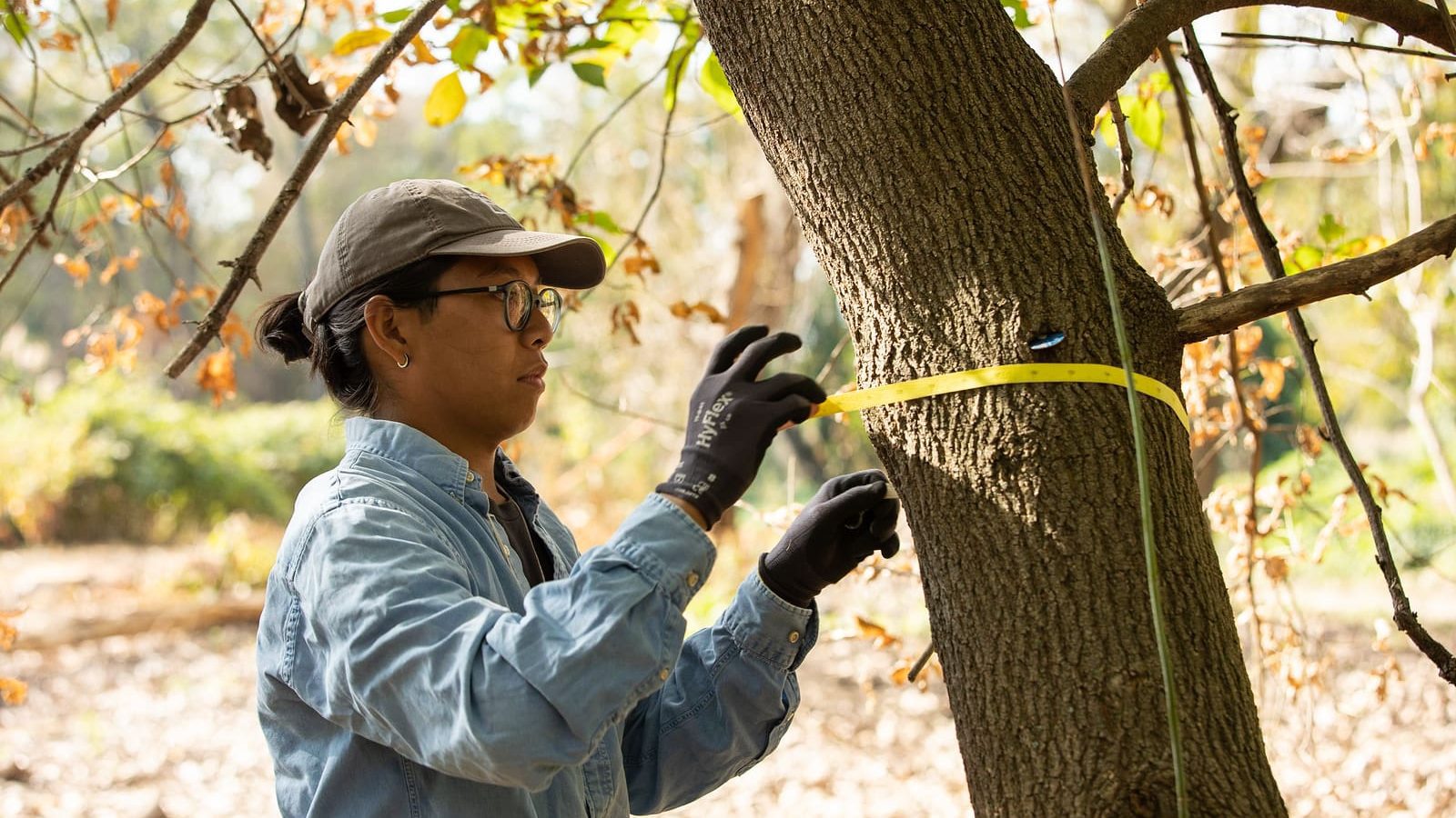 person studying a tree